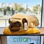 Jucărie de pluș 2 în 1 Mops, pătură + pernă, 60 cm